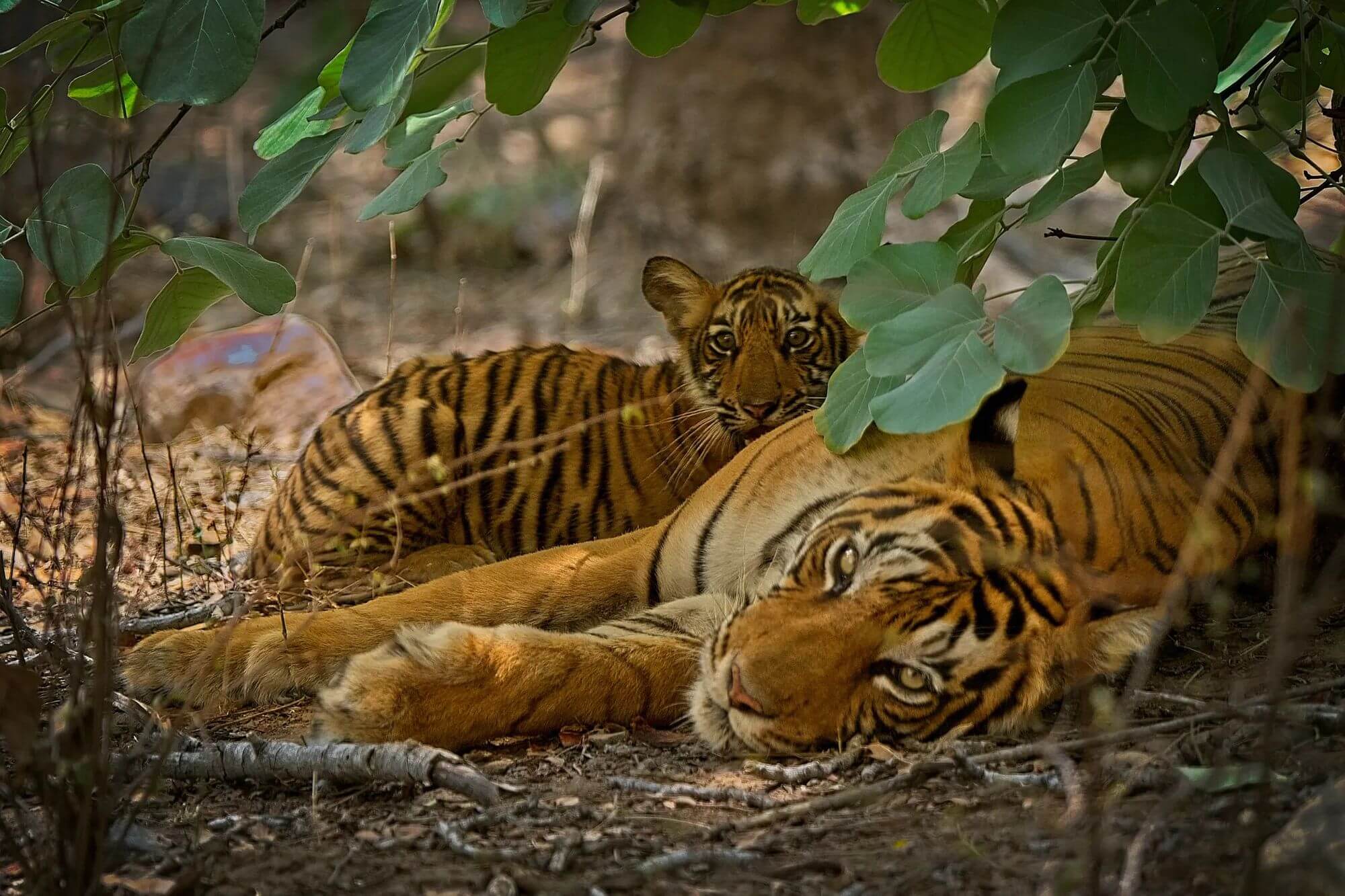 How-To-Go-On-A-Tiger-Safari-In-Ranthambore-India how-to-go-on-a-tiger-safari-in-ranthambore-india