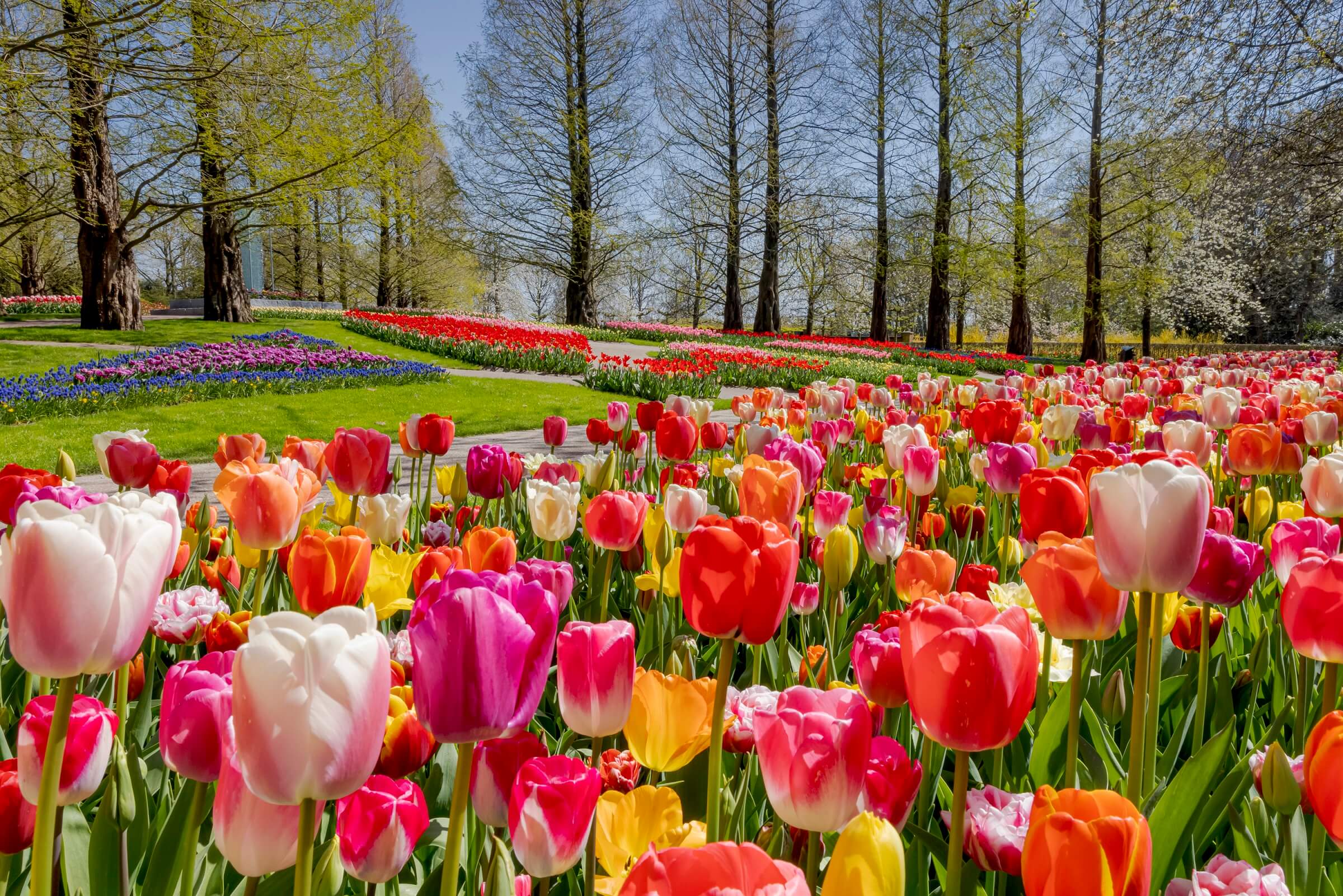 How to See the Tulips in Amsterdam TouristSecrets