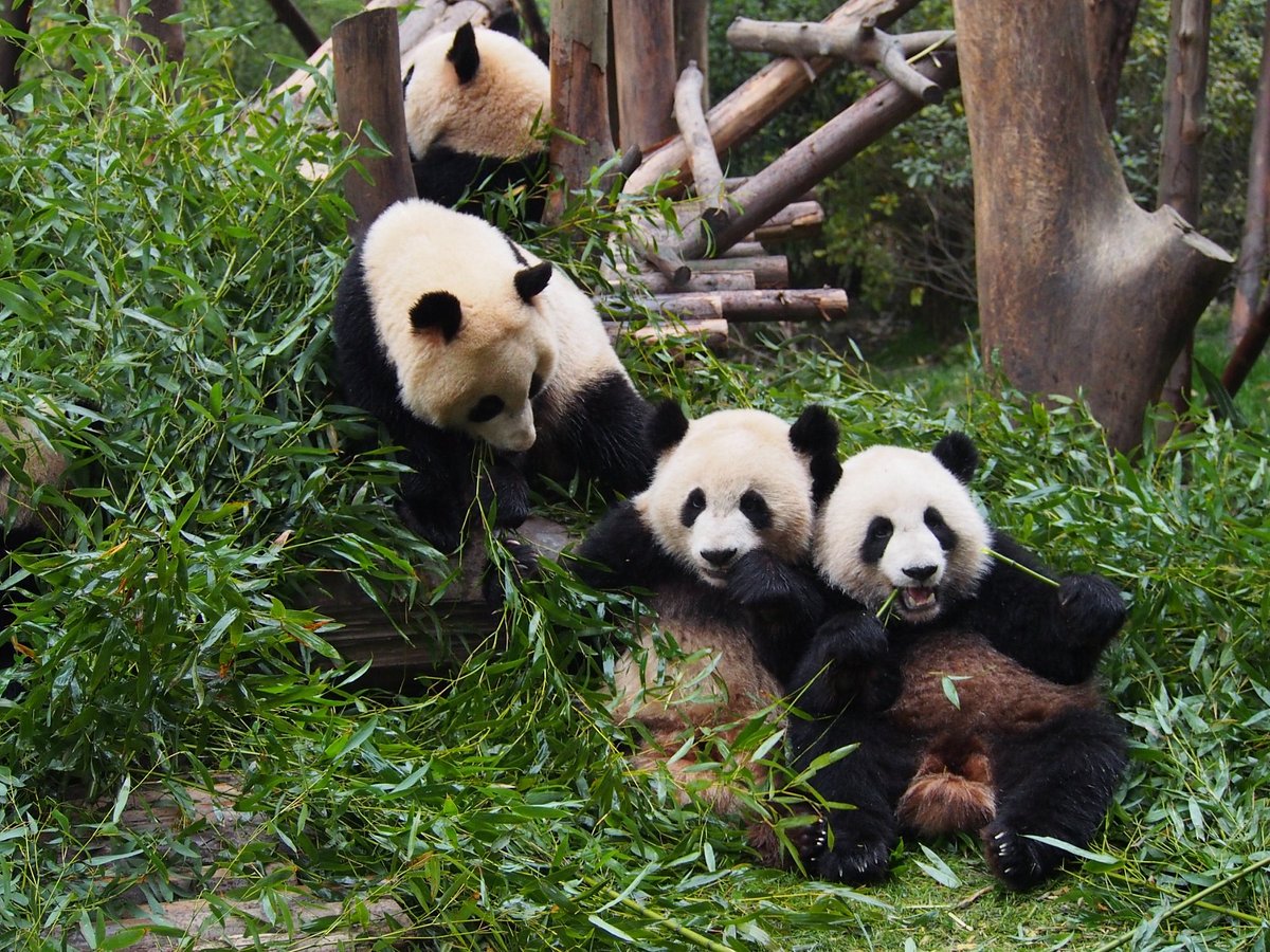 How-To-Visit-The-Pandas-In-Chengdu how-to-visit-the-pandas-in-chengdu