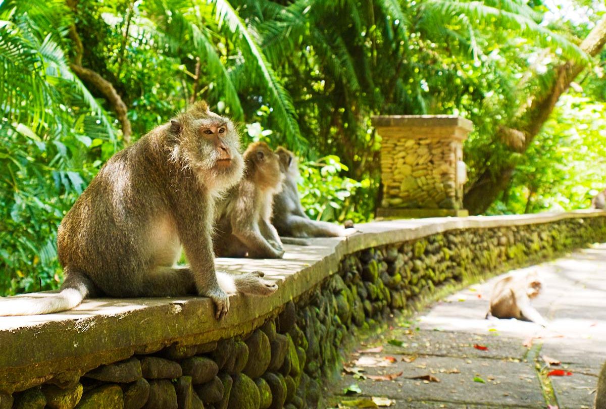 How-To-Visit-Ubud-Monkey-Forest-In-Bali how-to-visit-ubud-monkey-forest-in-bali