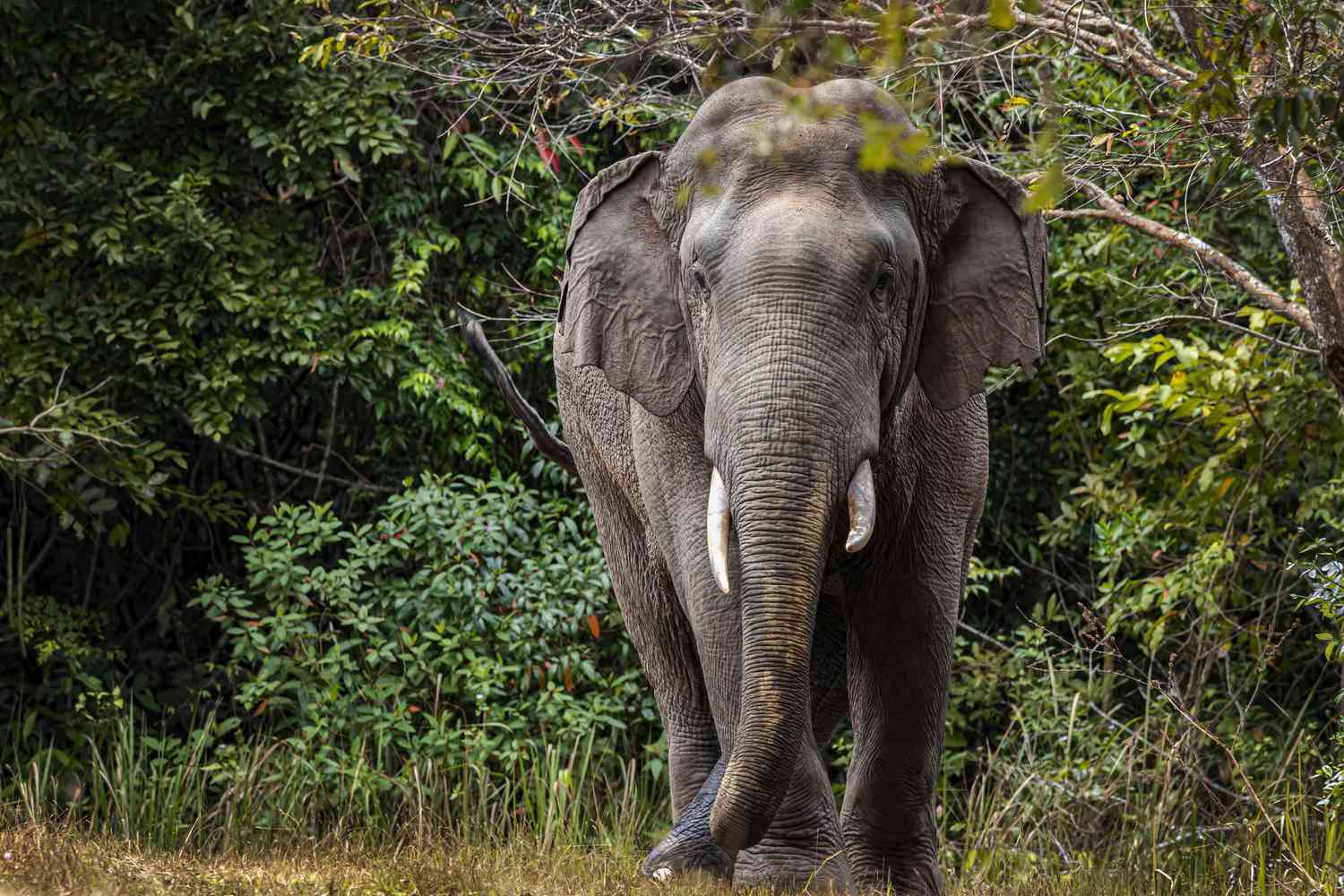 Indian-Elephant-8211-Scary-Natural-Encounters-Jessie-On-A-Journey indian-elephant-scary-natural-encounters-jessie-on-a-journey