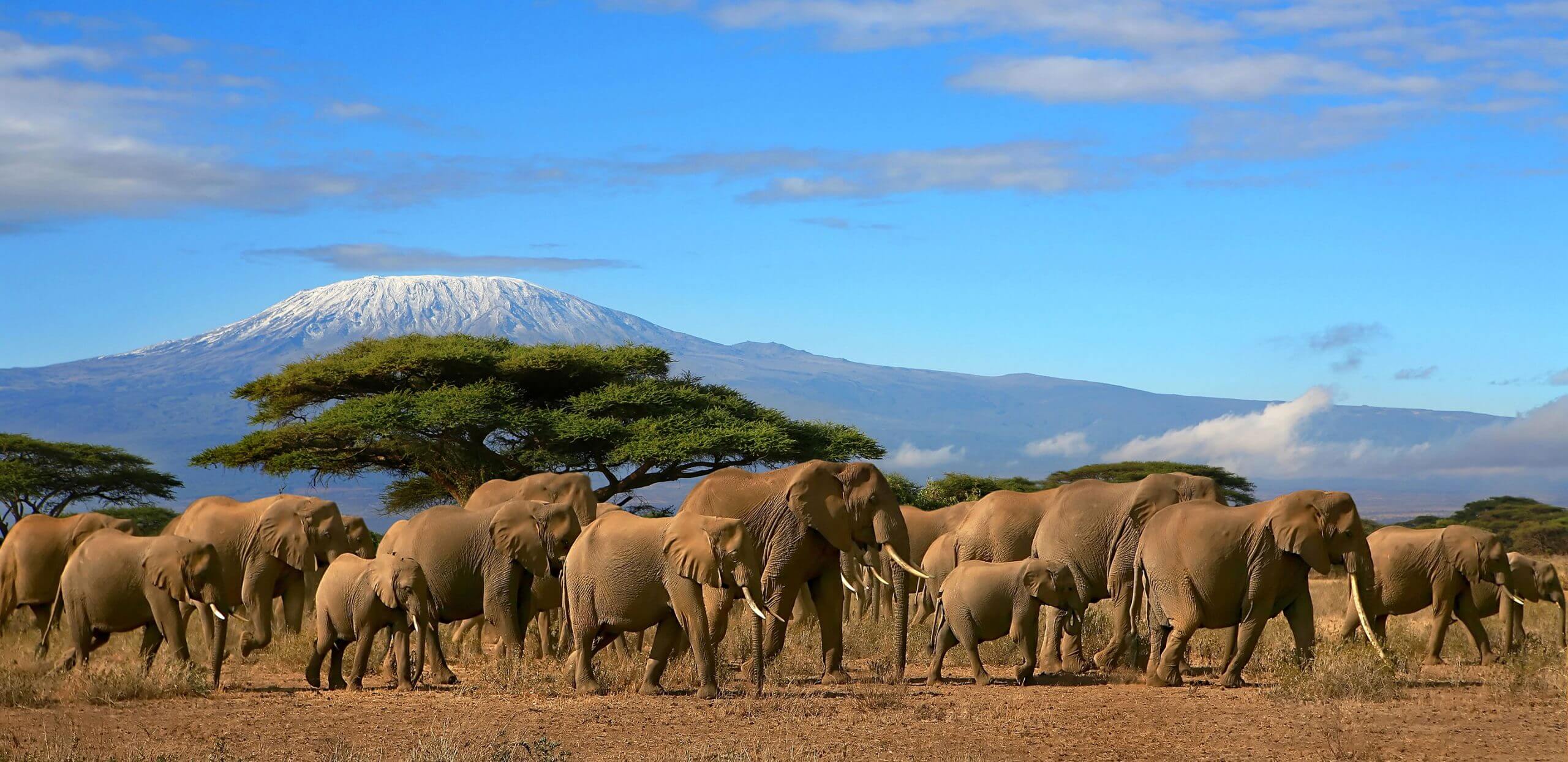 Kilimanjaro-Trekking-A-Healing-Experience-On-Africa8217s-Highest-Mountain kilimanjaro-trekking-a-healing-experience-on-africas-highest-mountain