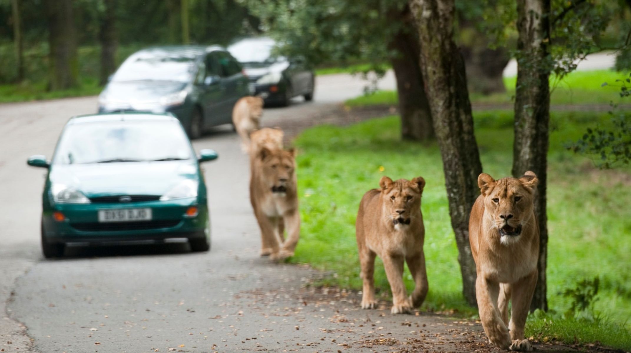 knowsley-safari-park-a-safari-park-in-england