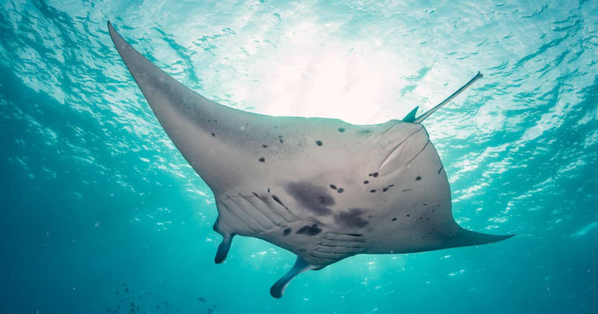 Komodo-Nearly-Touching-Dragons-And-Manta-Rays komodo-nearly-touching-dragons-and-manta-rays