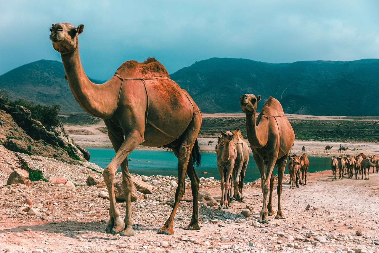 Oman-Travel-Video-And-10-Reasons-To-Visit-Oman-Guide oman-travel-video-and-10-reasons-to-visit-oman-guide
