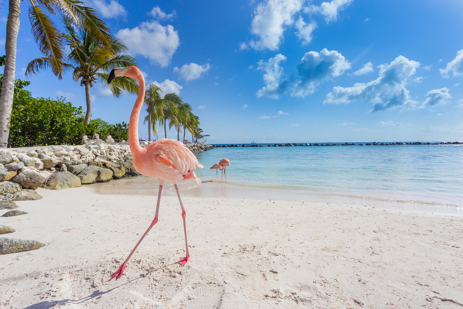 Reasons-To-Visit-Aruba-The-Happy-Island-Escape-We-All-Need reasons-to-visit-aruba-the-happy-island-escape-we-all-need