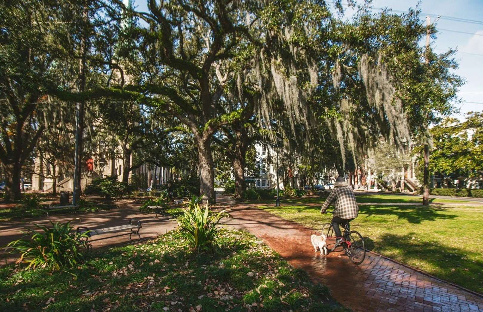 Savannah-In-Squares-And-Shadows savannah-in-squares-and-shadows