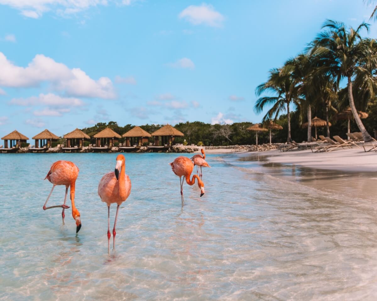 Secret-Tips-For-Seeing-The-Aruba-Flamingos secret-tips-for-seeing-the-aruba-flamingos