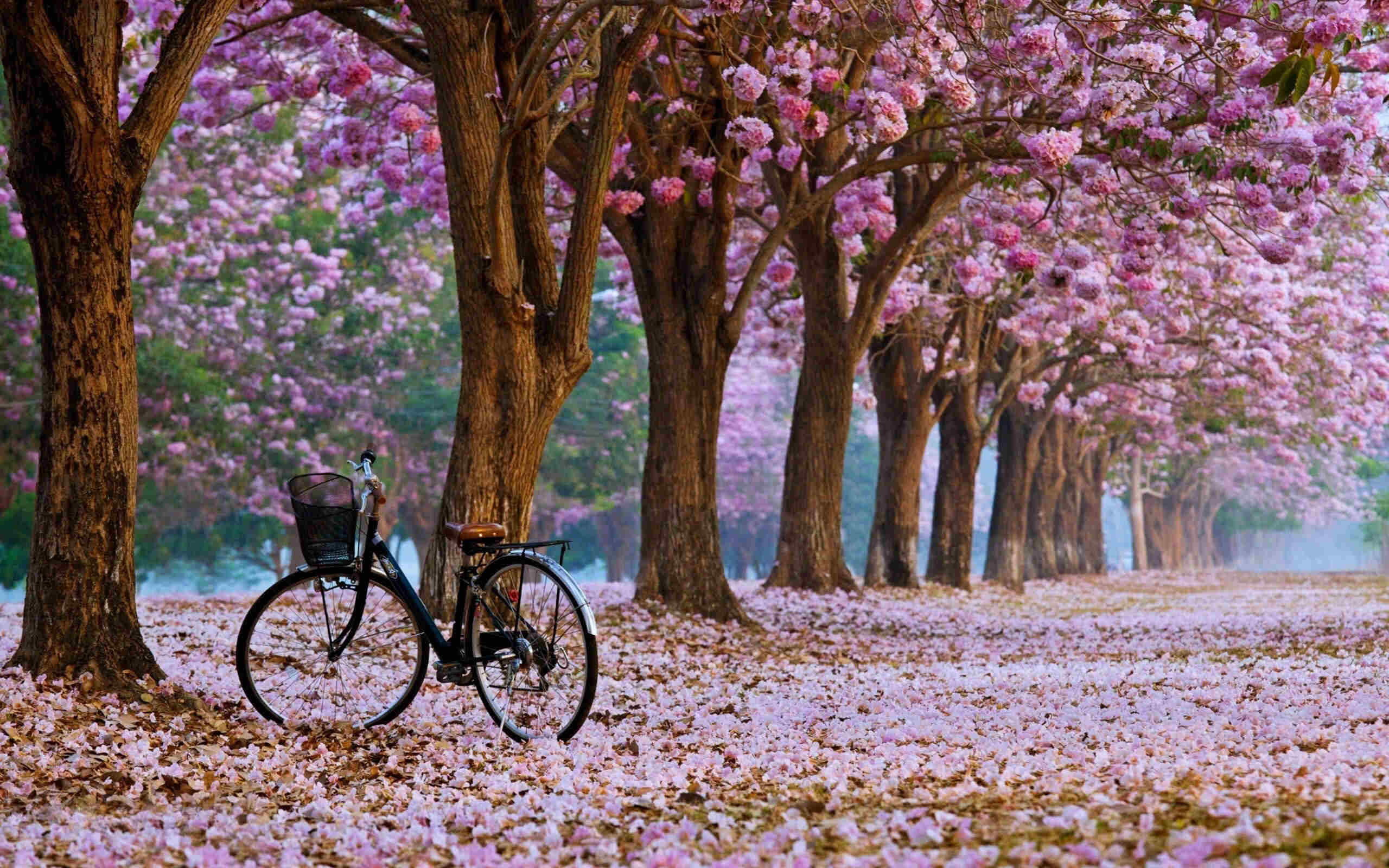 Spring-Flowers-In-Japan-When-038-Where-To-Go-Top-Tips spring-flowers-in-japan-when-where-to-go-top-tips