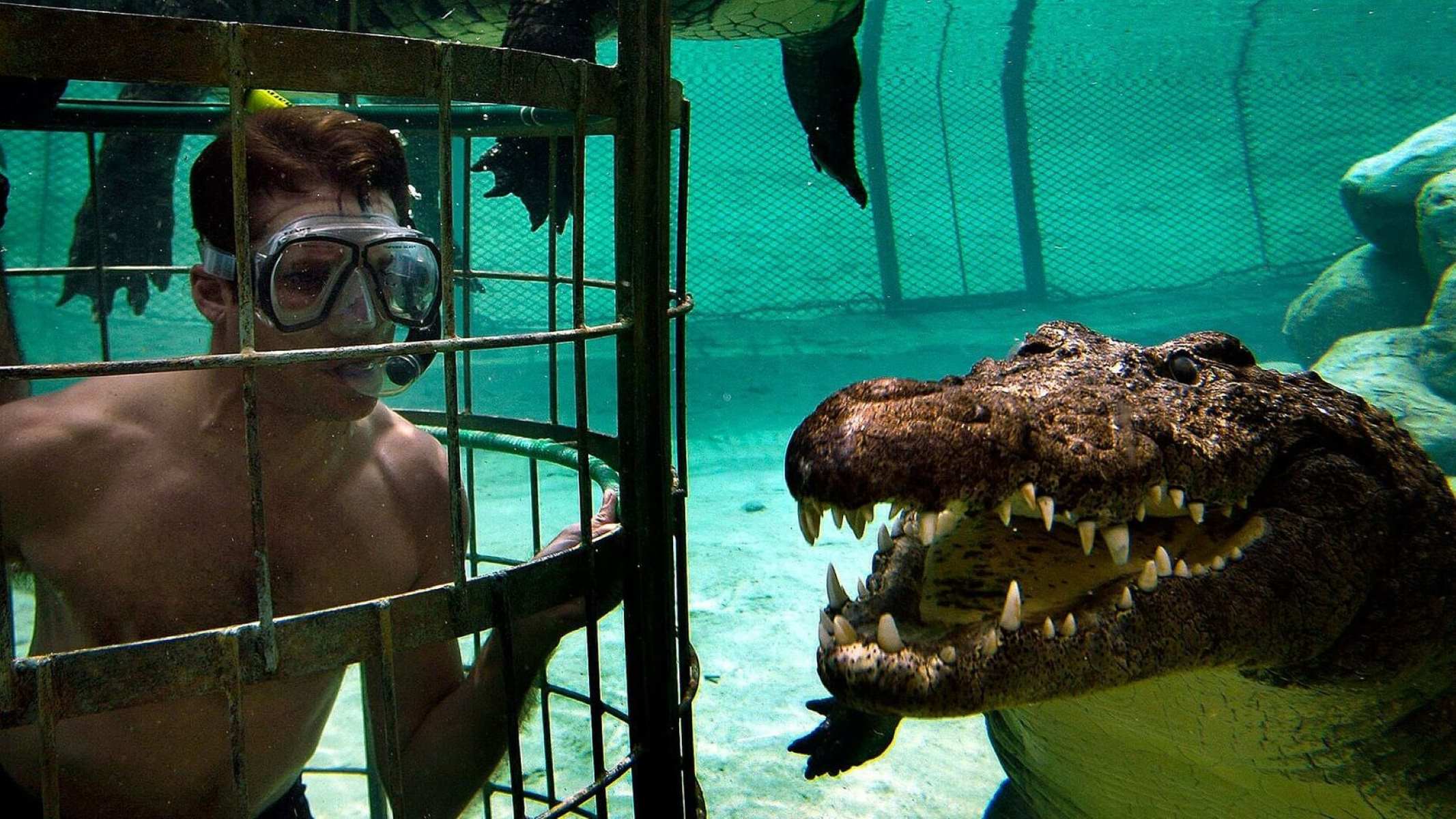 swim-with-crocodiles-in-south-africa
