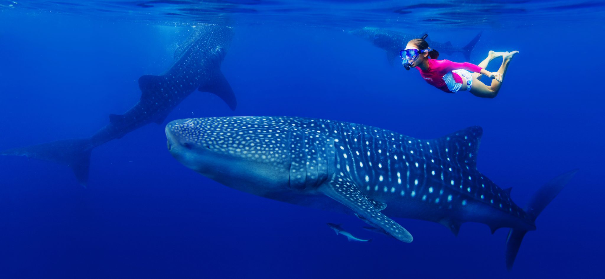 Swimming-With-Whale-Sharks-Near-Isla-Holbox-Mexico swimming-with-whale-sharks-near-isla-holbox-mexico