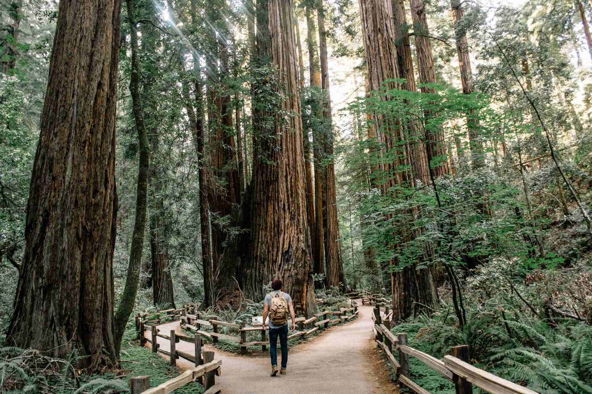 Taking-In-The-Statuesque-Redwood-Trees-Of-Muir-Woods taking-in-the-statuesque-redwood-trees-of-muir-woods