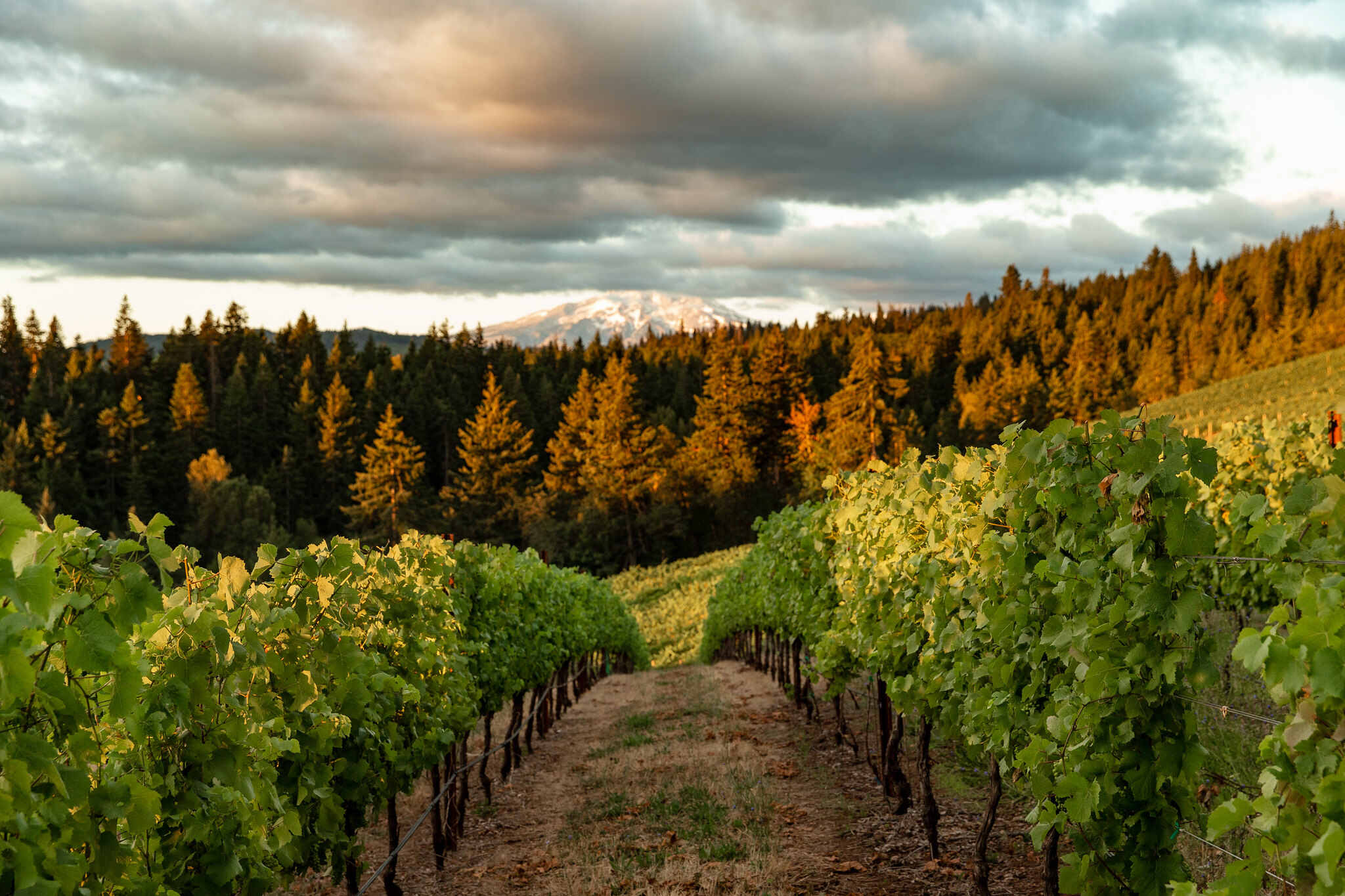 the-best-hood-river-wineries-in-oregons-columbia-river-gorge