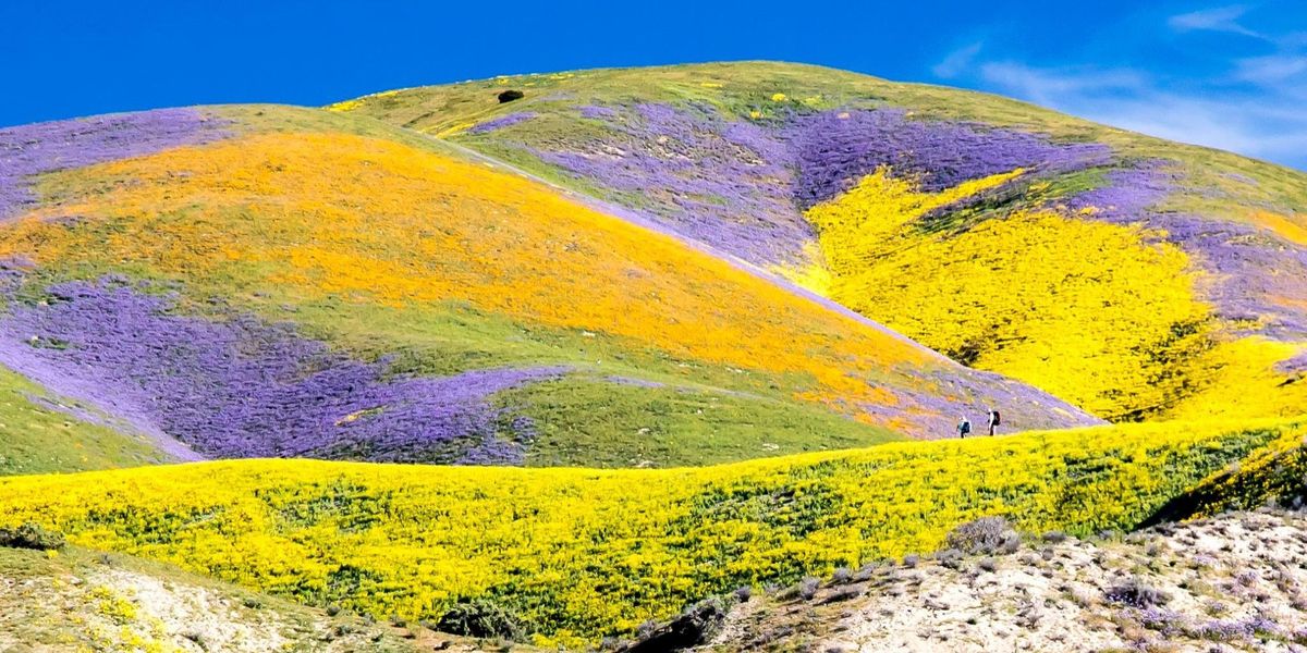 The-Best-Places-To-See-California-Wildflowers-038-Superblooms-8211-Be-My-Travel-Muse the-best-places-to-see-california-wildflowers-superblooms-be-my-travel-muse