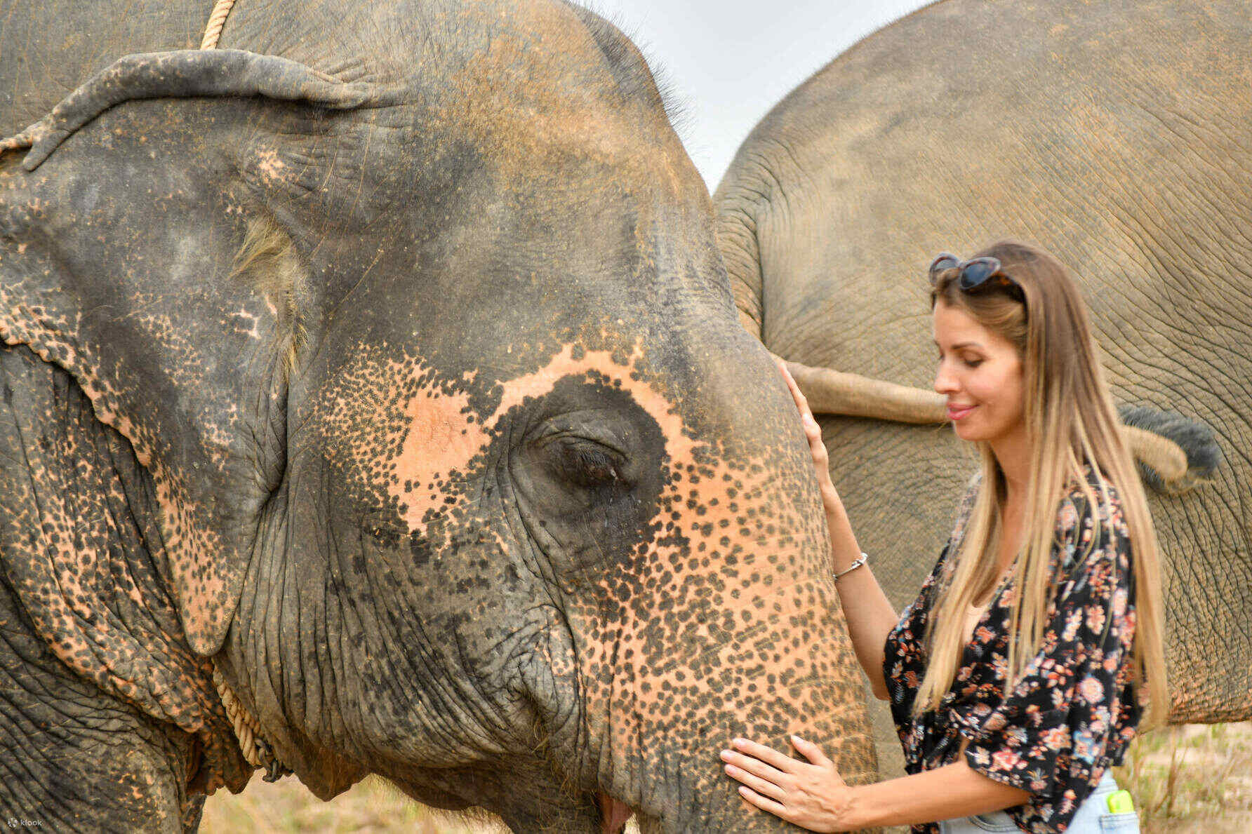 The-Best-Way-To-Play-With-Elephants-In-Thailand the-best-way-to-play-with-elephants-in-thailand