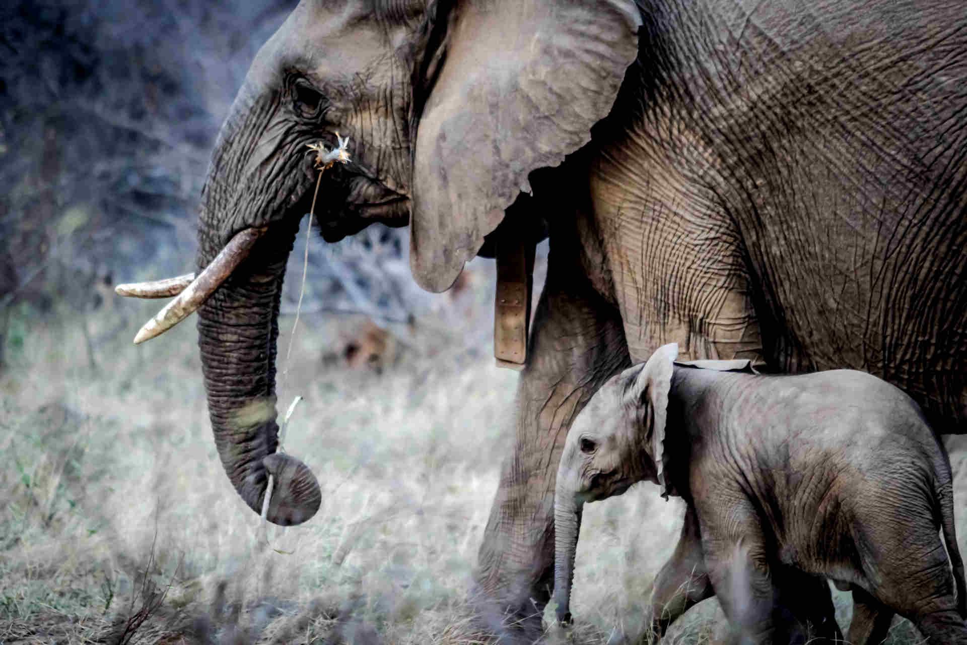 The-Big-Five-In-Africa-8211-A-Wildlife-Volunteer-Experience the-big-five-in-africa-a-wildlife-volunteer-experience