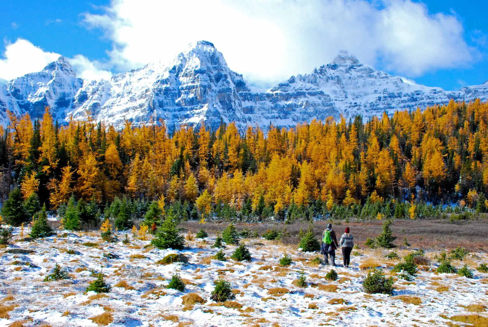 the-larch-valley-hike-and-other-places-to-see-larches-in-alberta