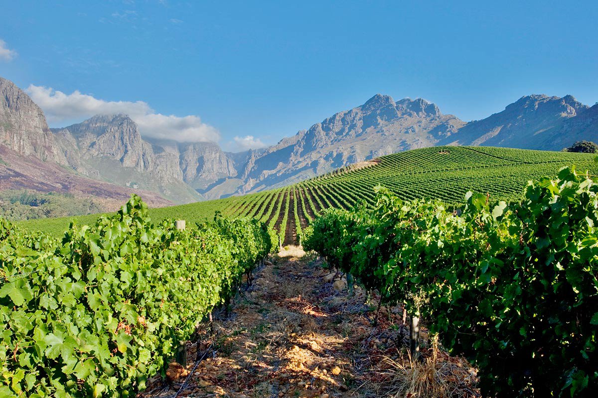 Things-To-Do-In-Stellenbosch-A-Guide-To-South-Africa8217s-Wine-Region things-to-do-in-stellenbosch-a-guide-to-south-africas-wine-region