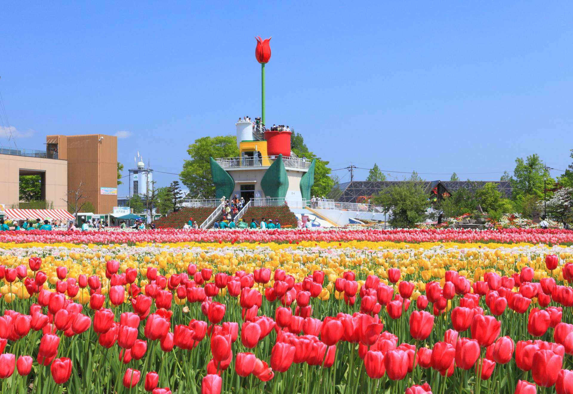 Tonami-Tulip-Gallery-Where-Tulips-Bloom-All-Year-Round tonami-tulip-gallery-where-tulips-bloom-all-year-round
