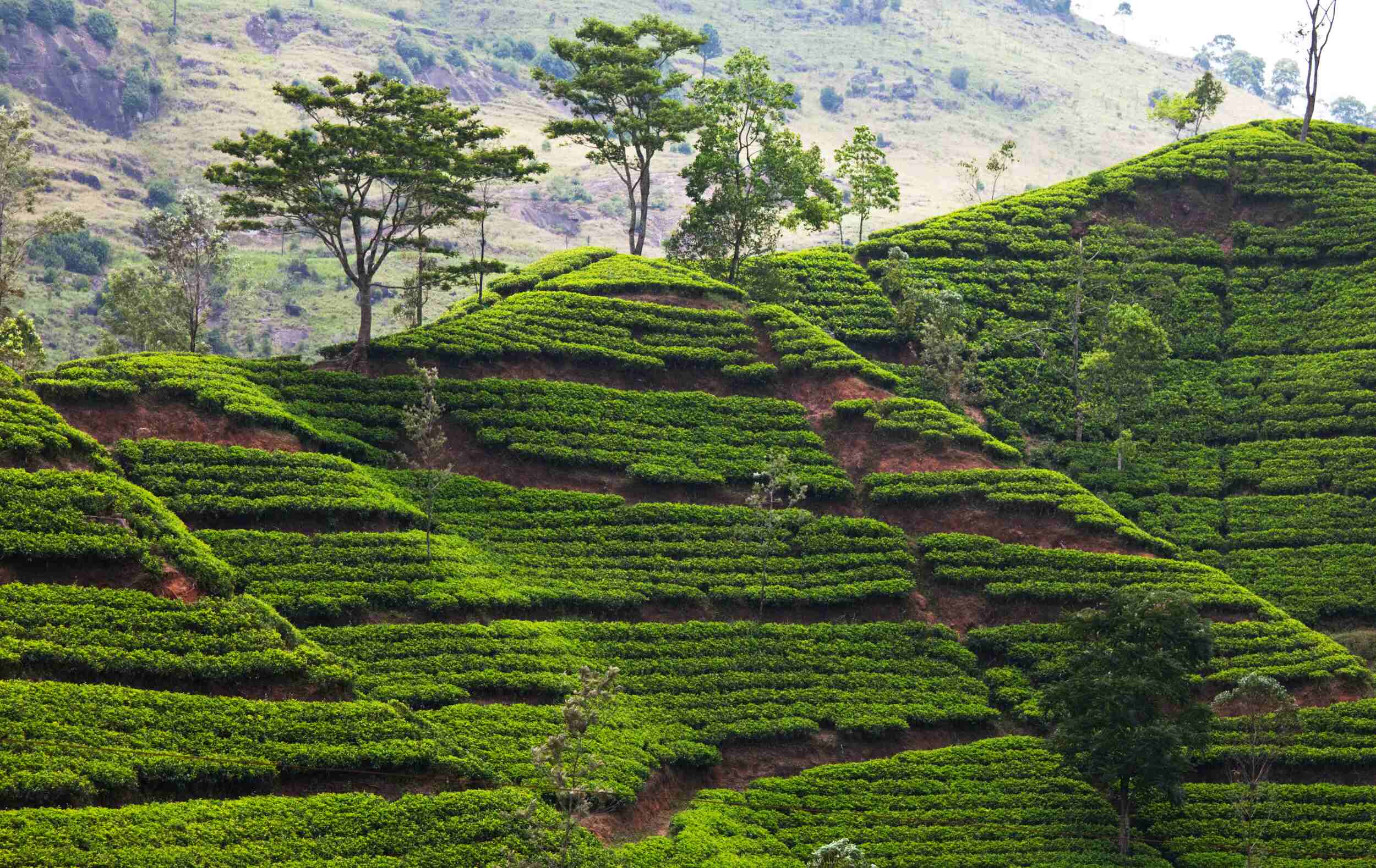 visit-tea-plantations-in-sri-lanka-exploring-tea-country