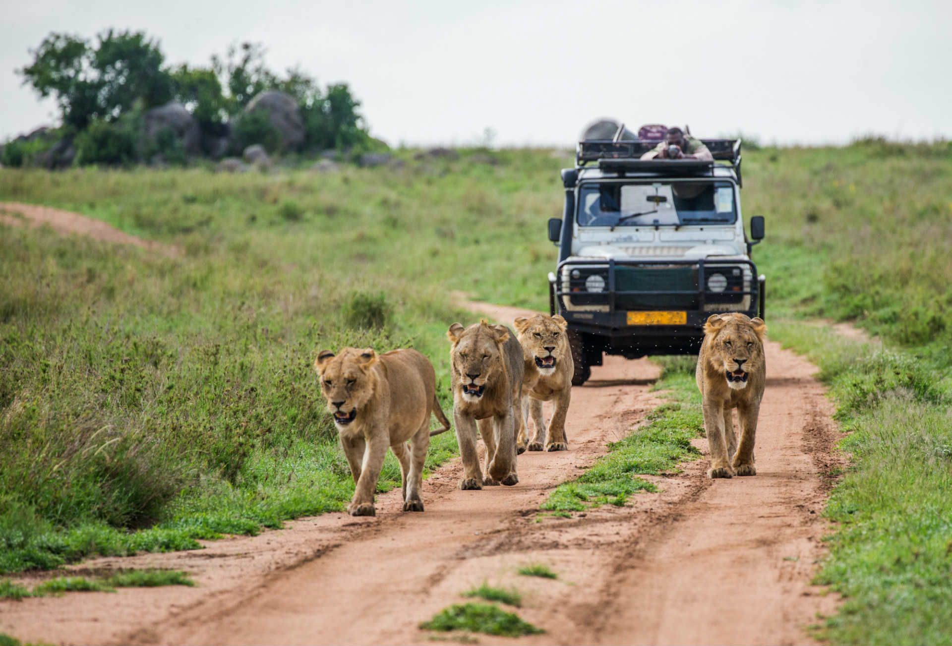 What8217s-It-Like-To-Go-On-Safari-In-South-Africa whats-it-like-to-go-on-safari-in-south-africa