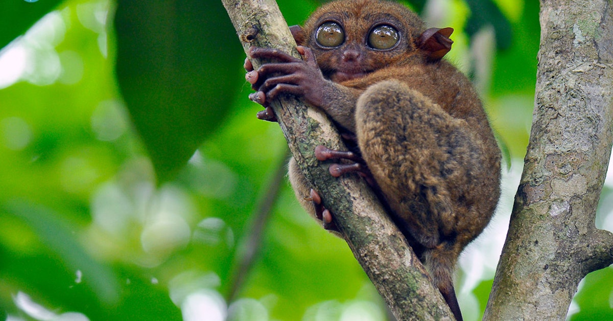 Why-Avoid-Loboc-Tarsier-Conservation-Area-In-Bohol-PH why-avoid-loboc-tarsier-conservation-area-in-bohol-ph