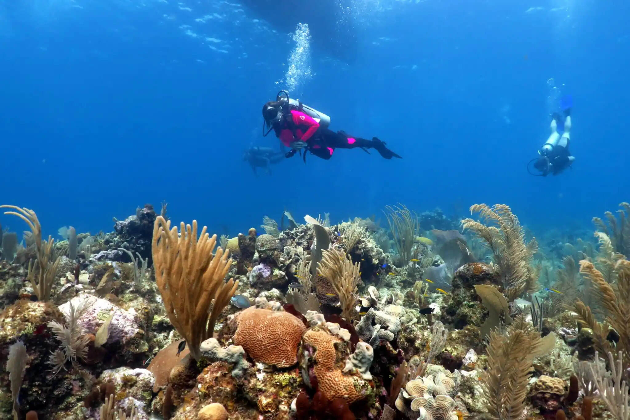 Why-You-Should-Go-Diving-In-Utila-And-What-You-Need-To-Know why-you-should-go-diving-in-utila-and-what-you-need-to-know