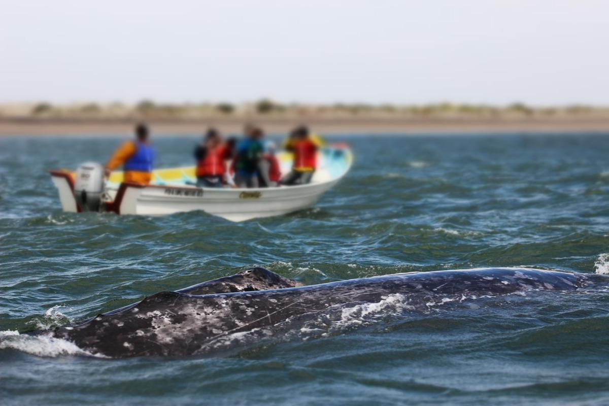 Wildlife-And-Scenic-Sights-In-Puerto-Adolfo-Lopez-Mateos-Mexico wildlife-and-scenic-sights-in-puerto-adolfo-lopez-mateos-mexico