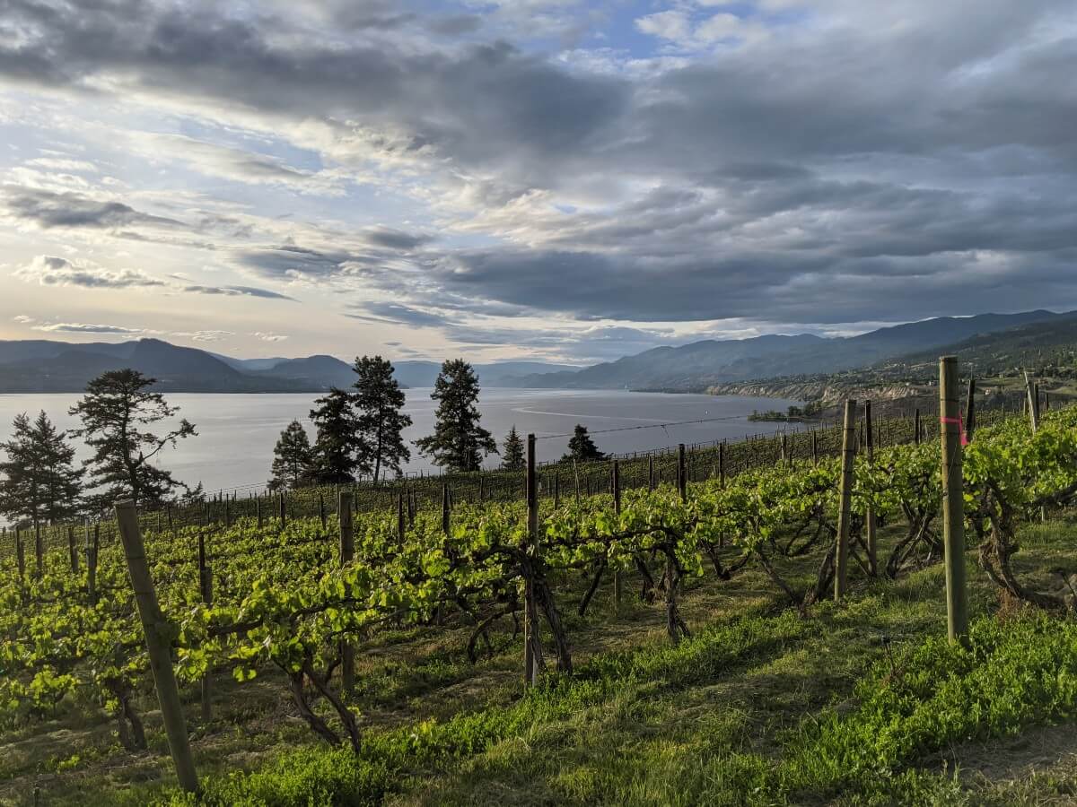 7-naramata-wineries-for-the-best-wine-tasting-experience