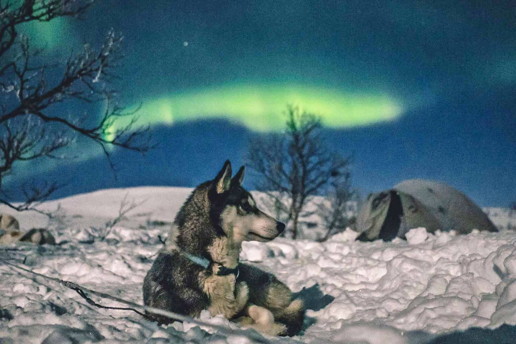 A-Night’s-Tail-Aurora-Husky-Hike-In-Norway a-nights-tail-aurora-husky-hike-in-norway