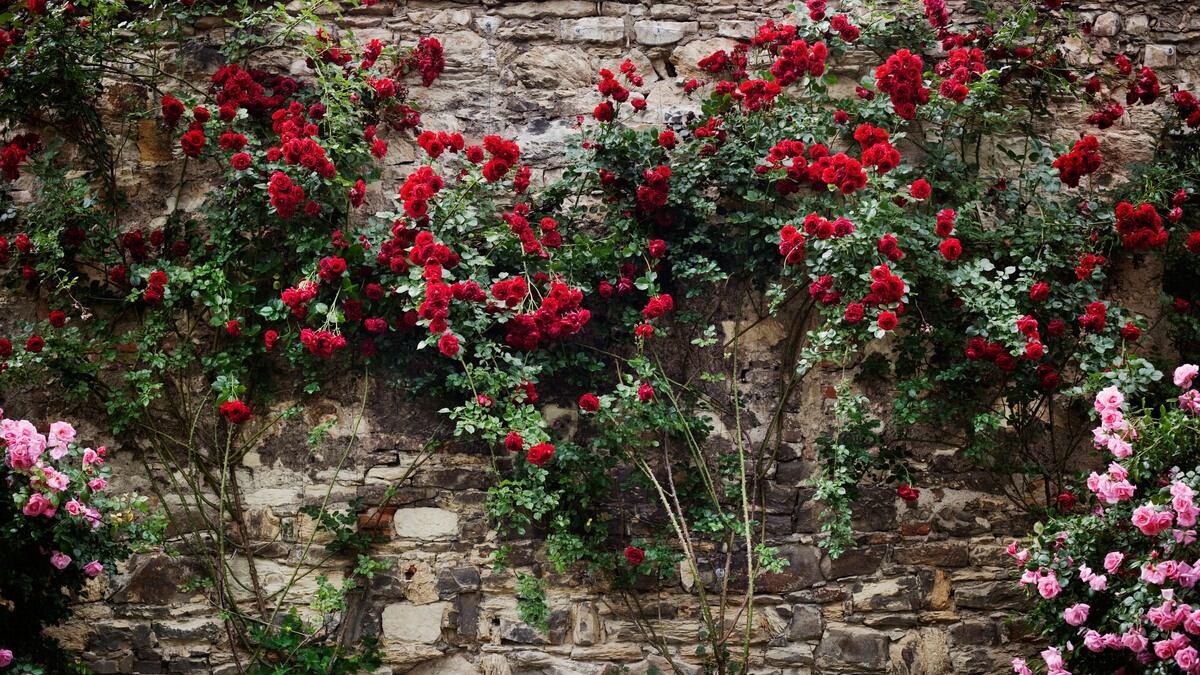 a-tall-flower-plant-across-the-wall-in-birgunj-nepal