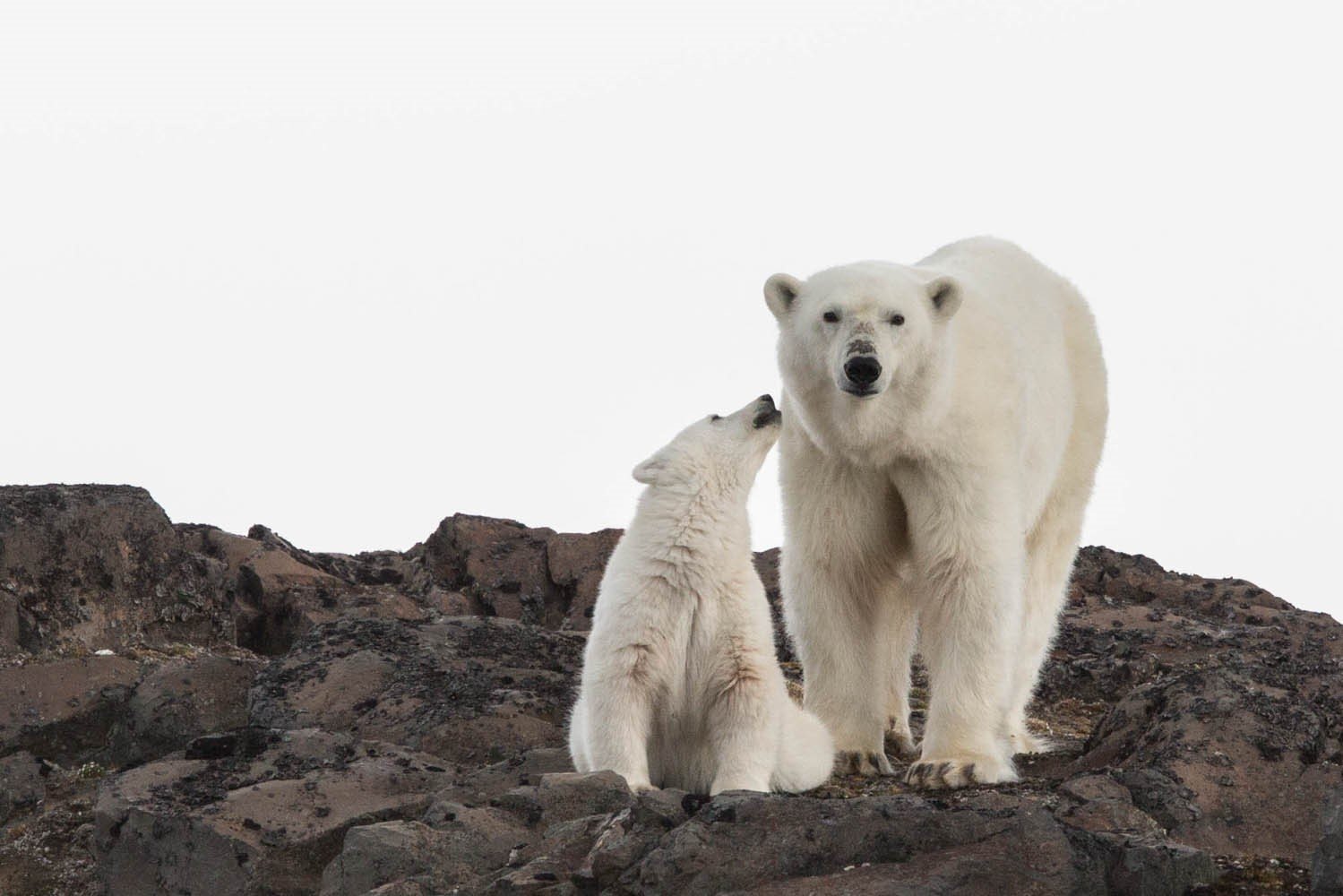 Arctic-Or-Antarctic-How-To-Pick-Your-Polar-Adventure arctic-or-antarctic-how-to-pick-your-polar-adventure
