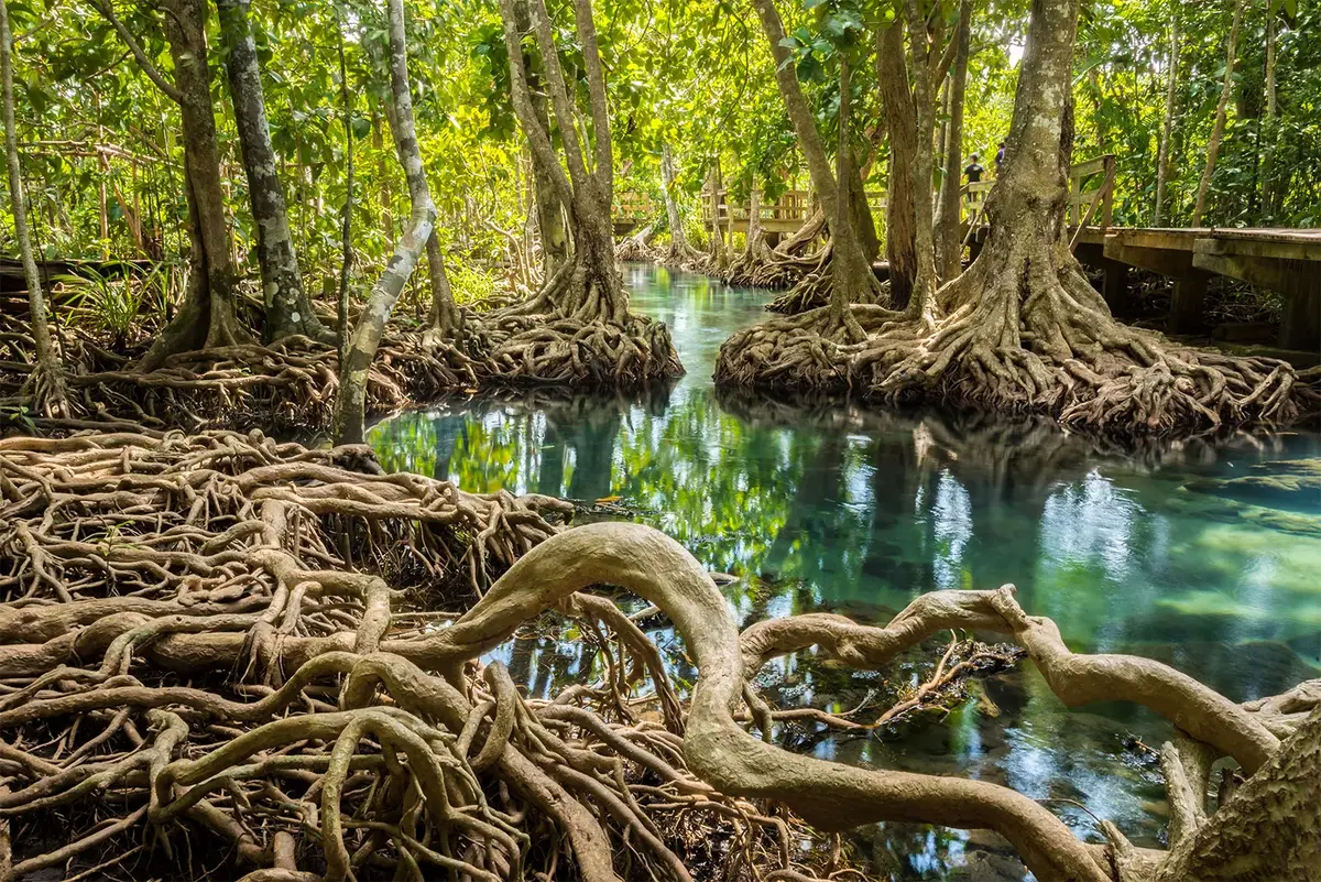 Building-A-Global-Mangrove-Movement building-a-global-mangrove-movement