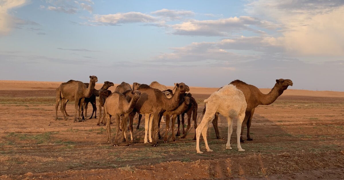 Camels-Are-The-Main-Mode-Of-Transportation-For-Villagers.-But-This-Year-A-Large-Chunk-Of-The-Camel-Population-Died-Due-To-The-Drought-Across-Thar camels-are-the-main-mode-of-transportation-for-villagers-but-this-year-a-large-chunk-of-the-camel-population-died-due-to-the-drought-across-thar