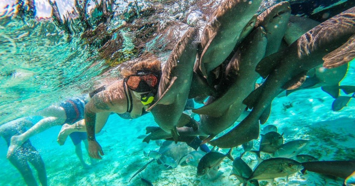 Diving-Hol-Chan-Marine-Reserve-In-Belize diving-hol-chan-marine-reserve-in-belize