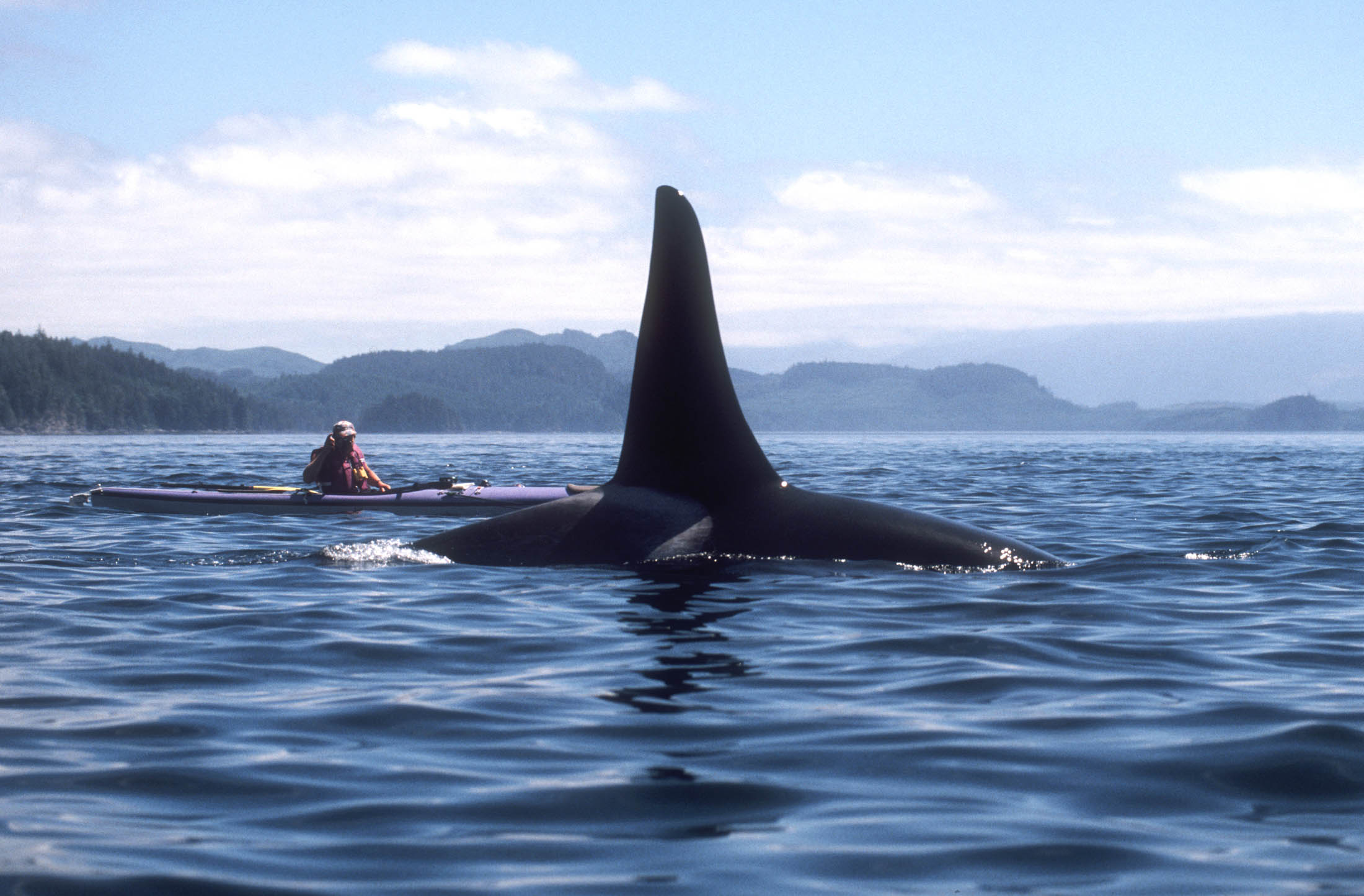 Essential-Guide-To-Kayaking-With-Whales-In-Johnstone-Strait essential-guide-to-kayaking-with-whales-in-johnstone-strait