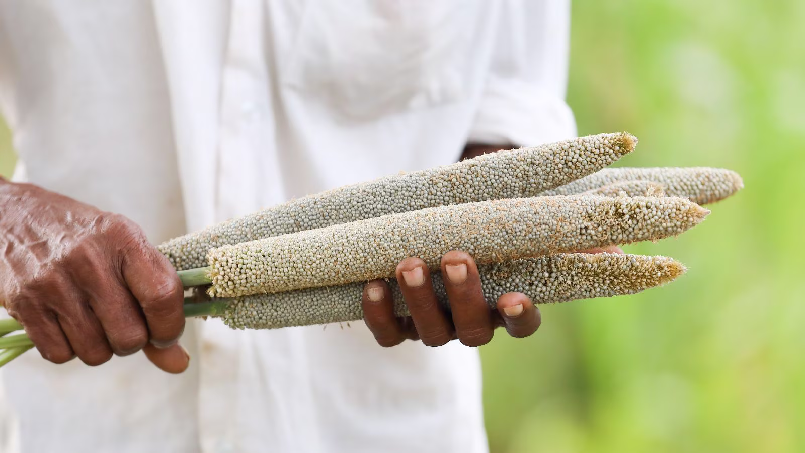 Everything-You-Wanted-To-Know-About-Millet-But-Were-Afraid-To-Ask everything-you-wanted-to-know-about-millet-but-were-afraid-to-ask