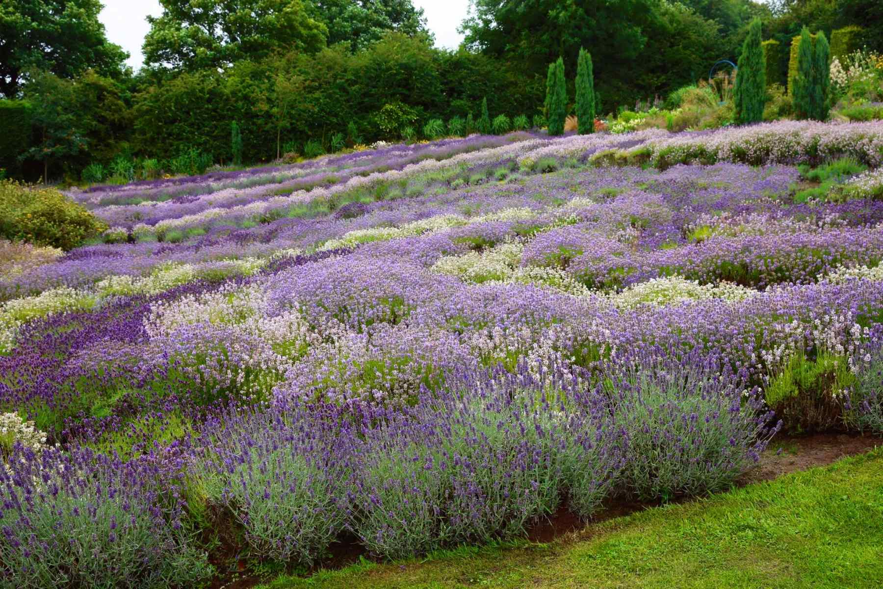 explore-the-yorkshire-lavender-farm-in-england
