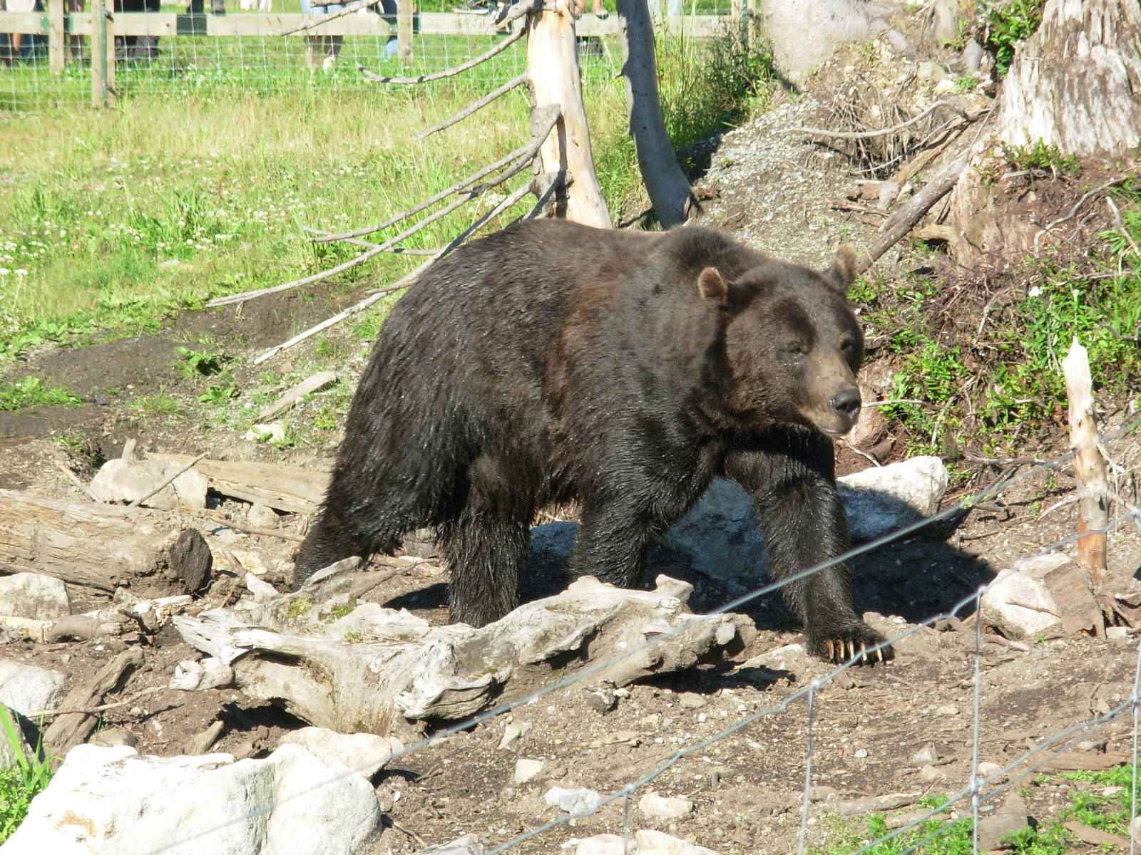 Finding-Grizzly-Bears-On-Grouse-Mountain8230-In-Vancouver-Canada finding-grizzly-bears-on-grouse-mountain-in-vancouver-canada