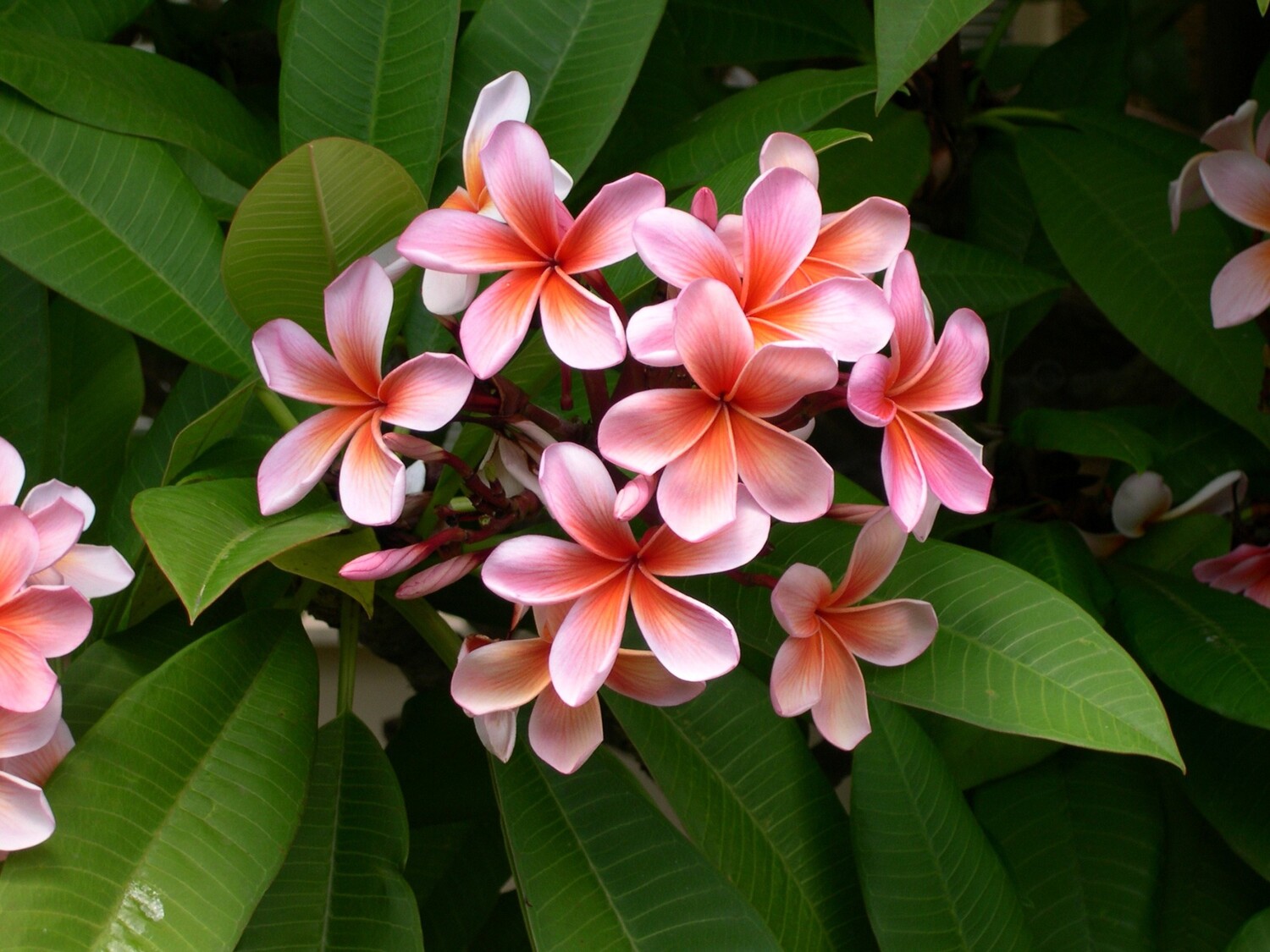 flowers-in-paradise-hawaiis-stunning-blossoms