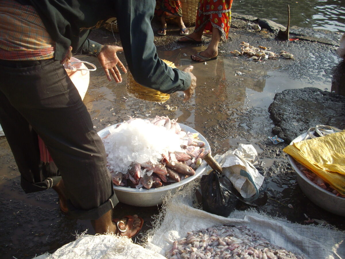 Fresh-Fish-Being-Packed-In-Ice-At-Mumbai8217s-Sassoon-Dock-On-May-16-2018 fresh-fish-being-packed-in-ice-at-mumbais-sassoon-dock-on-may-16-2018