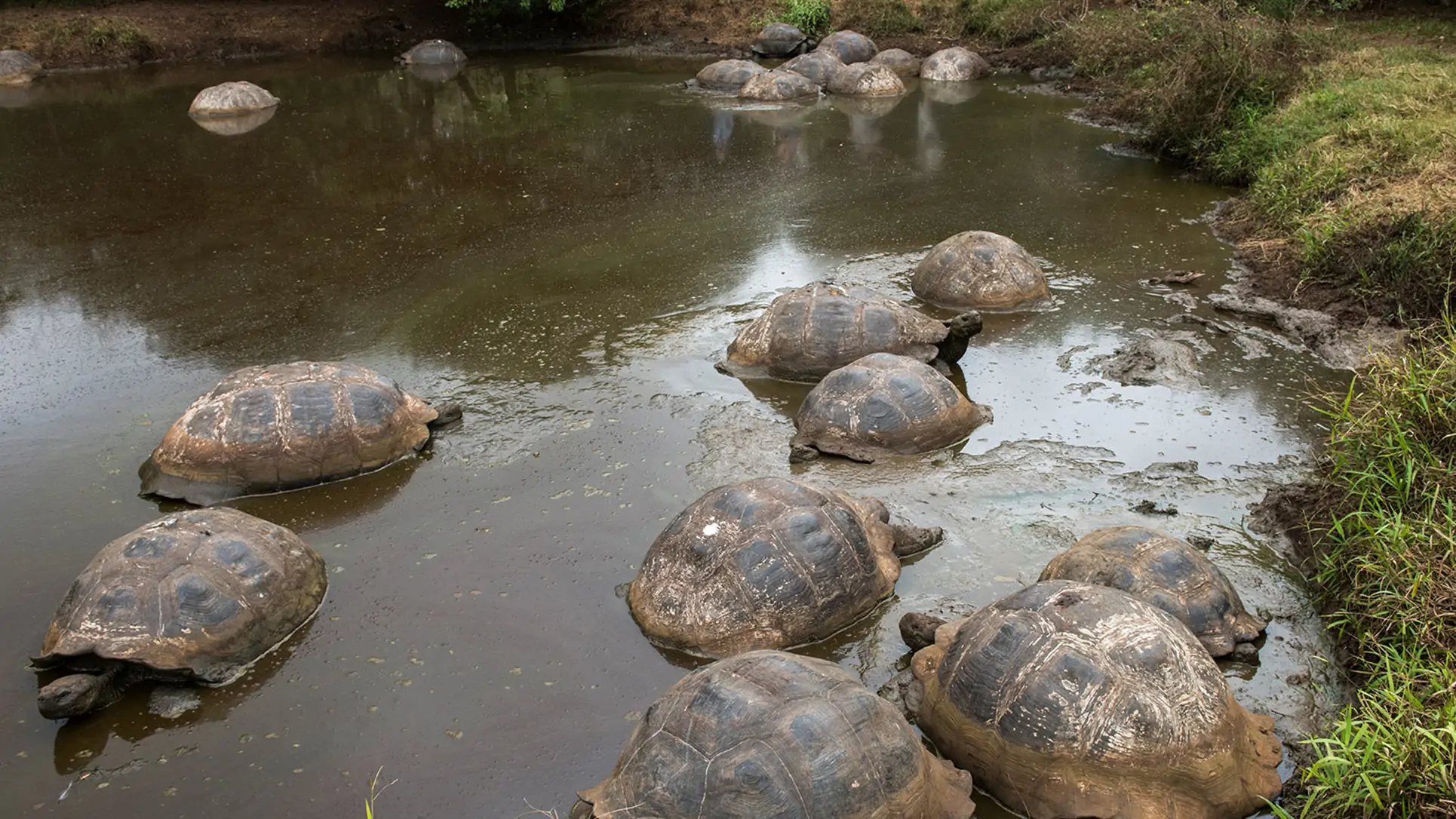 Giant-Tortoises-And-Lava-Tubes-On-Santa-Cruz-Island giant-tortoises-and-lava-tubes-on-santa-cruz-island