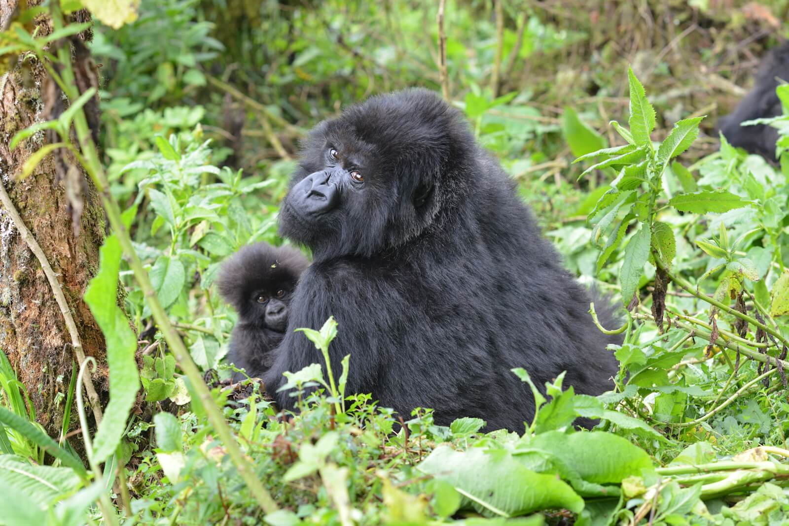 Gorilla-Trekking-Tips-What-To-Know-Before-You-Go gorilla-trekking-tips-what-to-know-before-you-go