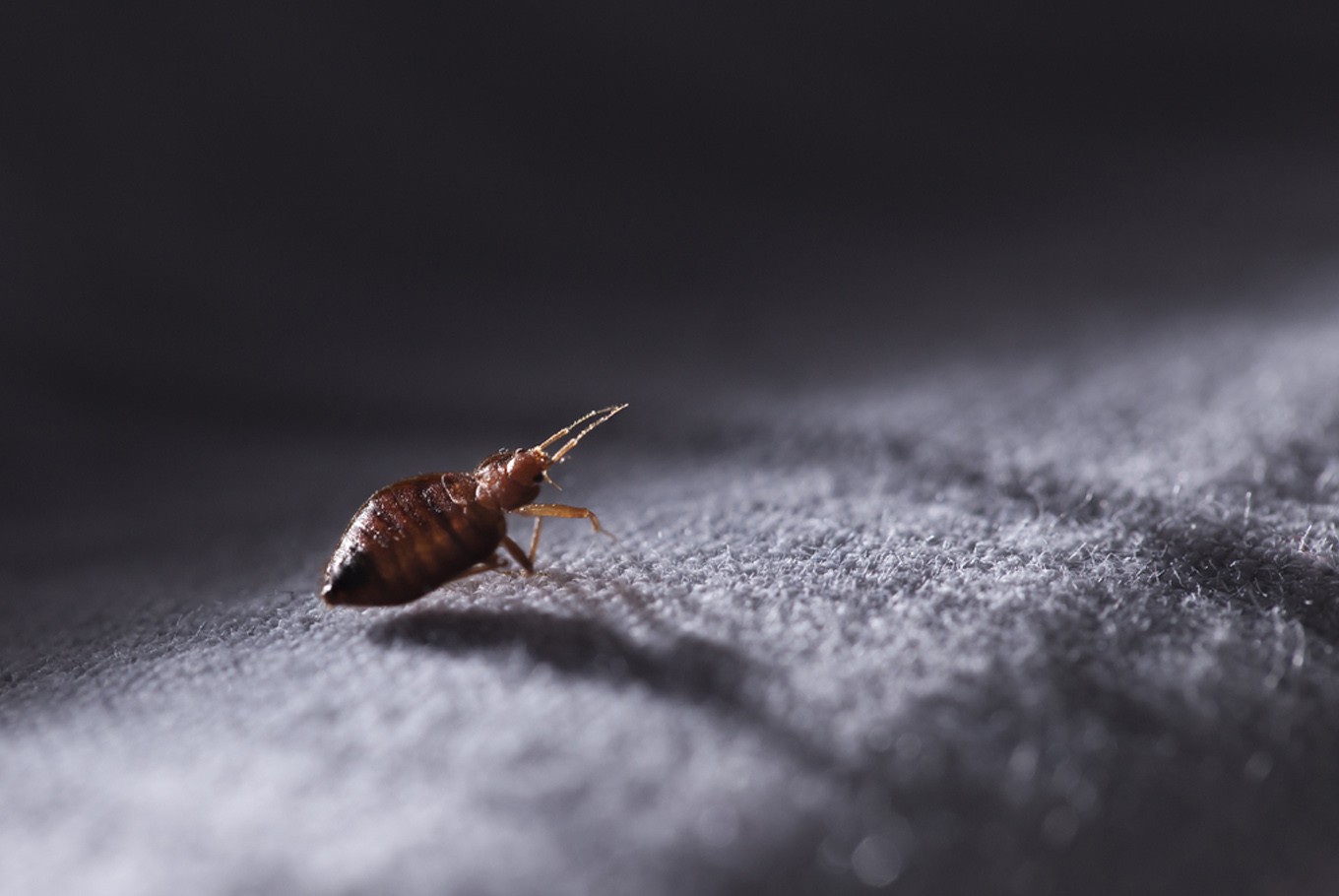 How-To-Get-Bed-Bugs-Out-Of-A-Suitcase how-to-get-bed-bugs-out-of-a-suitcase