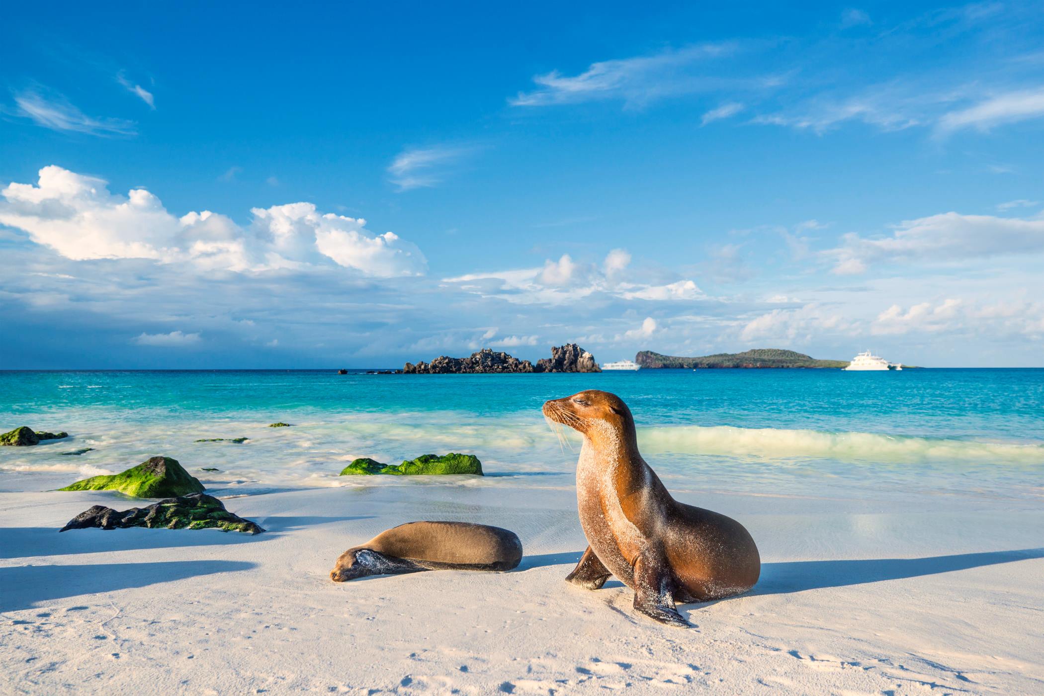 How-To-Visit-The-Galápagos-Island-On-A-Budget how-to-visit-the-galapagos-island-on-a-budget