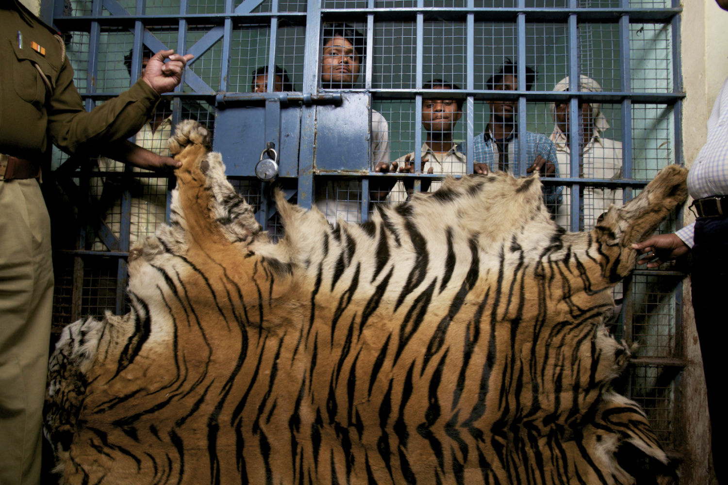 India8217s-Hidden-Tiger-Poachers indias-hidden-tiger-poachers