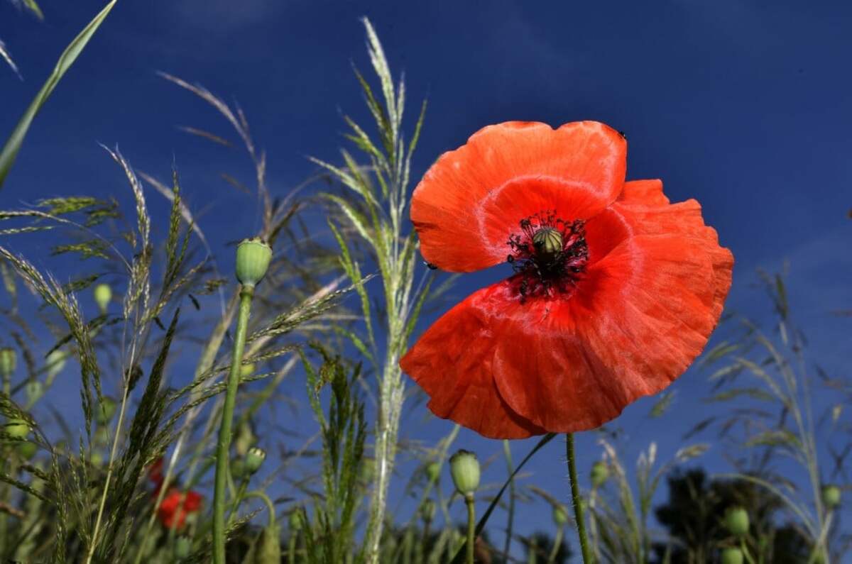 Israelis-Want-To-Preserve-It.-Palestinians-Want-To-Eat-It.-This-Flower-Is-The-Latest-Subject-Of-Dispute-In-The-Middle-East israelis-want-to-preserve-it-palestinians-want-to-eat-it-this-flower-is-the-latest-subject-of-dispute-in-the-middle-east