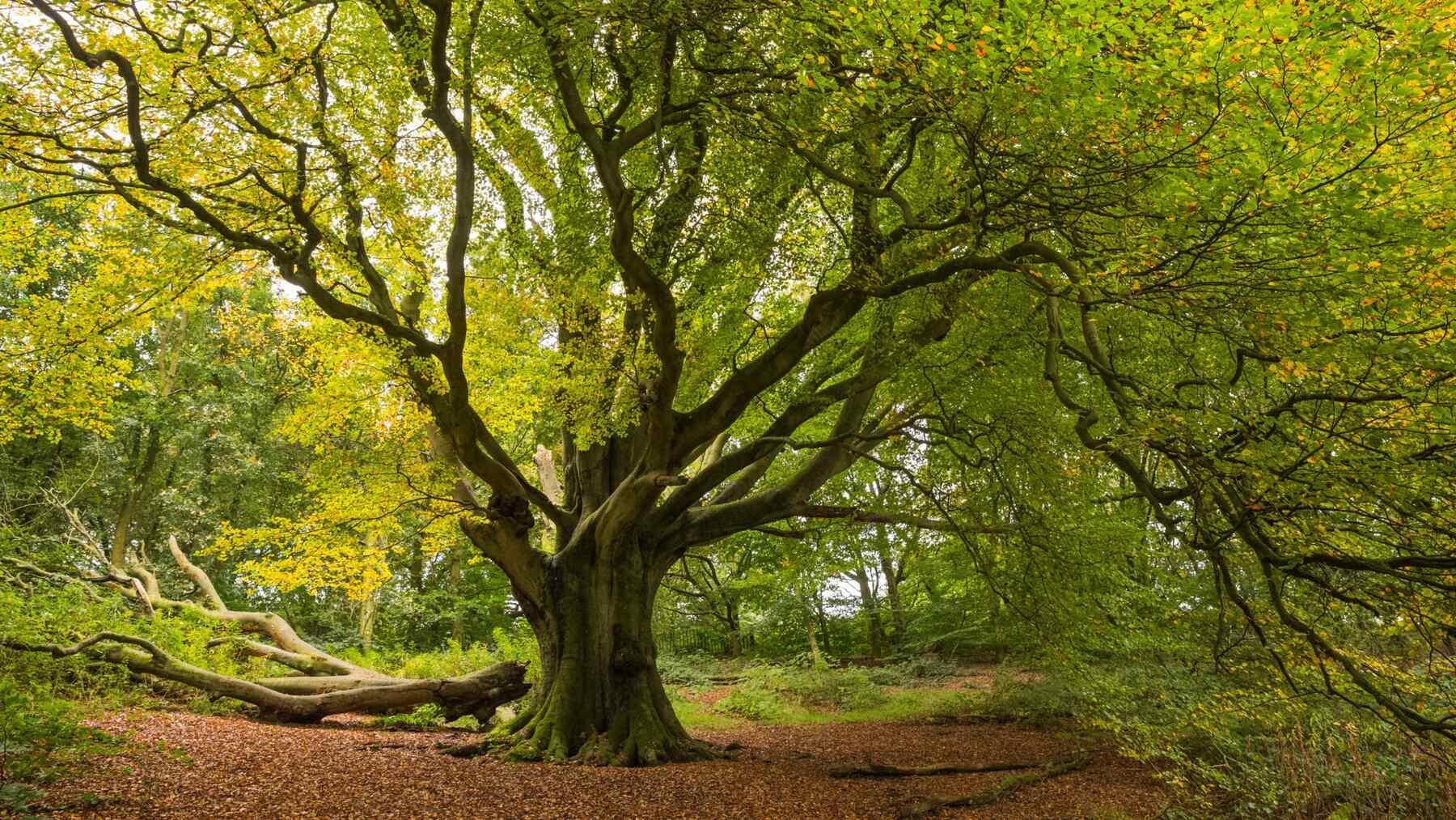Mapped-20-Best-Trees-In-Britain mapped-20-best-trees-in-britain