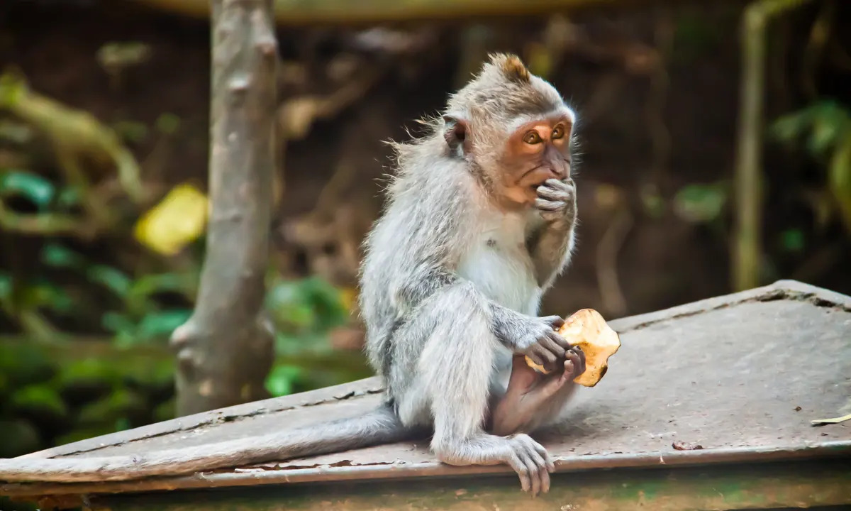 Monkey-Attack-In-Bali monkey-attack-in-bali