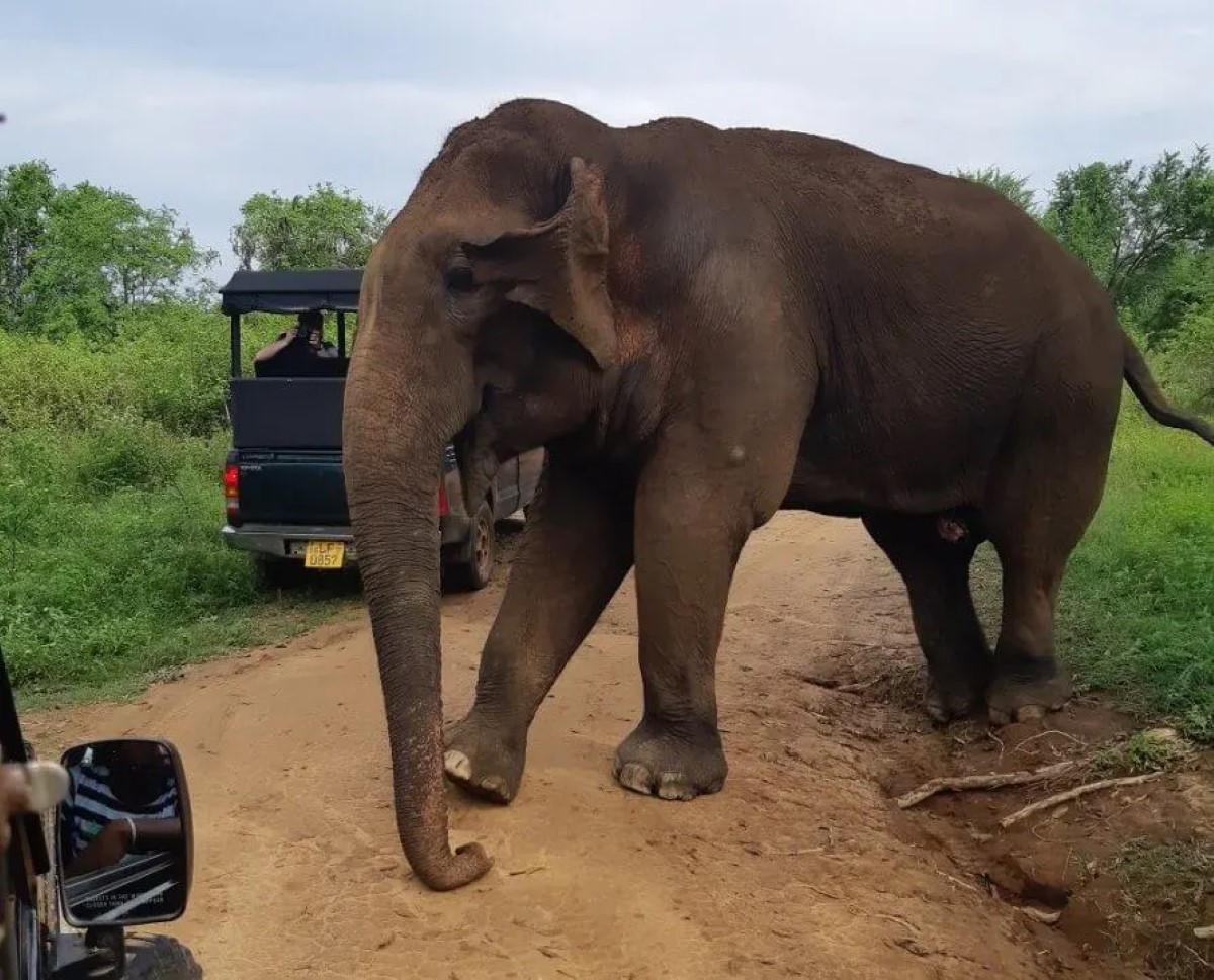 on-elephant-safari-in-udawalawe-sri-lanka